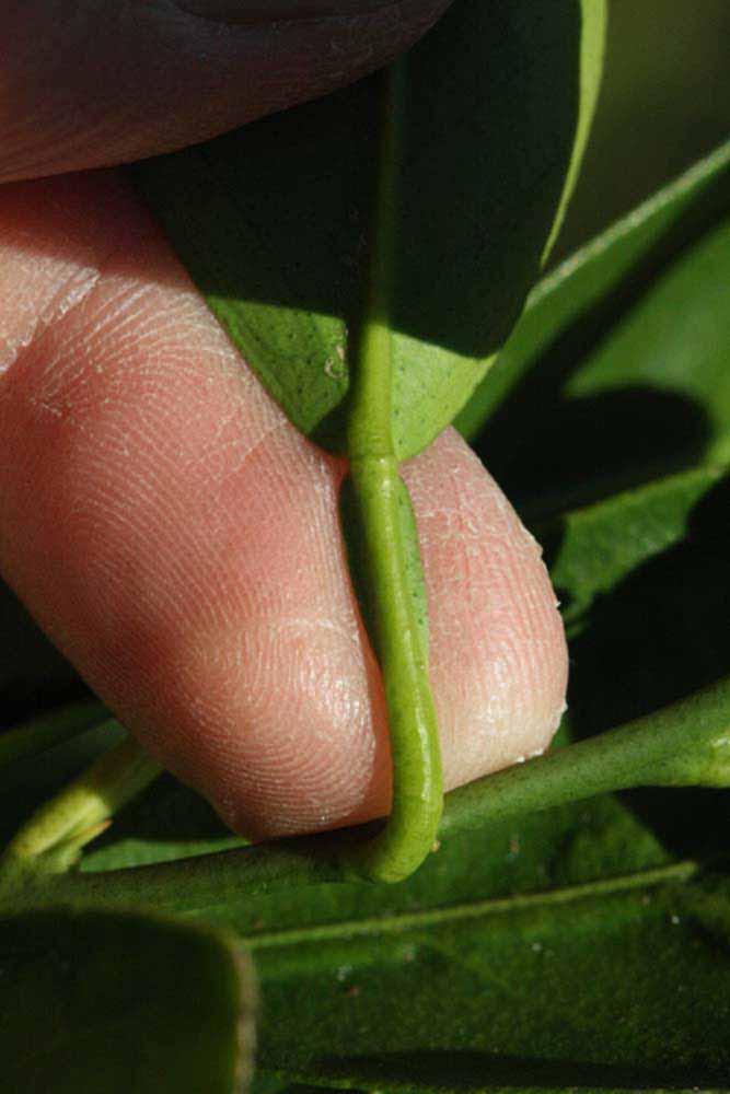            Petiole (Valencia Late, Riverside, CA)   